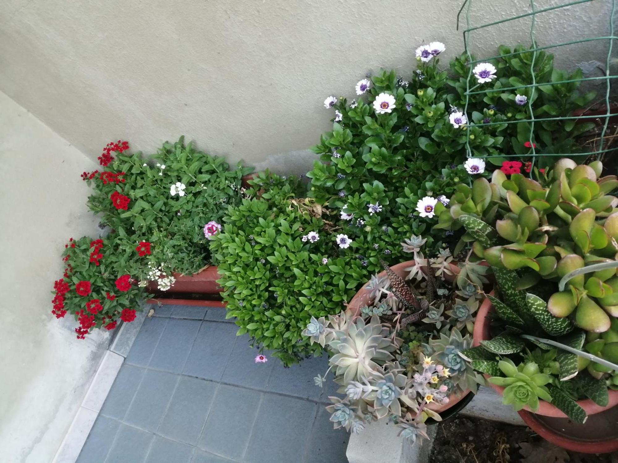 Appartement L Agrifoglio Di Rita Loddo à Fonni Extérieur photo